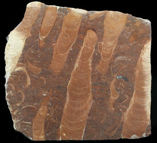 Polished Stromatolite (Jurusania) From Russia - Million Years #57556